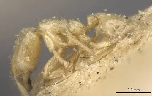 Carebara affinis - CASENT0908899