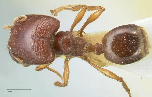 Carebara affinis - FOCOL1900