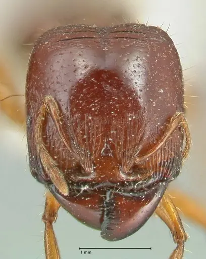 Carebara affinis - FOCOL1900