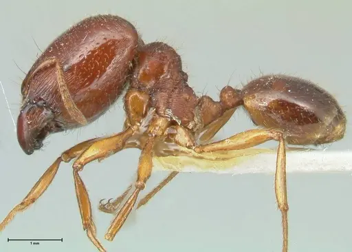 Carebara affinis - FOCOL1900