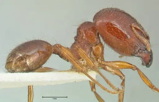 Carebara affinis - FOCOL1900