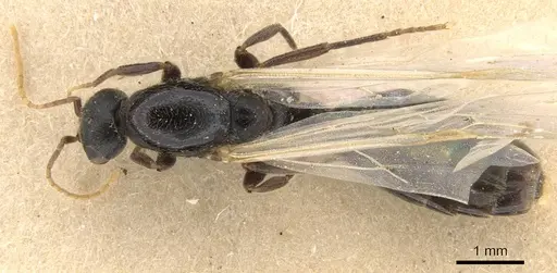 Carebara afghana specimen