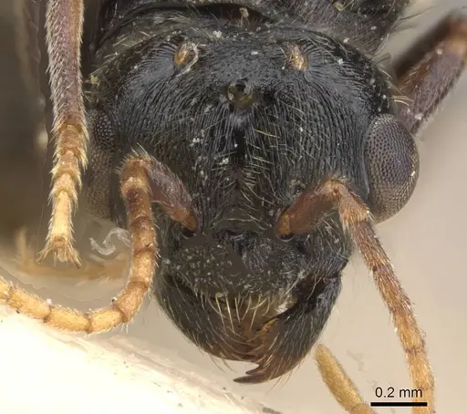 Carebara afghana specimen