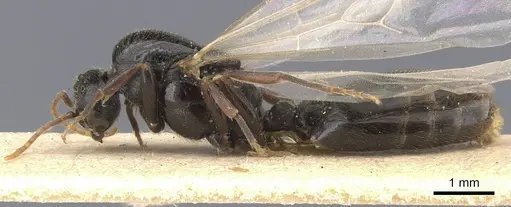 Carebara afghana specimen