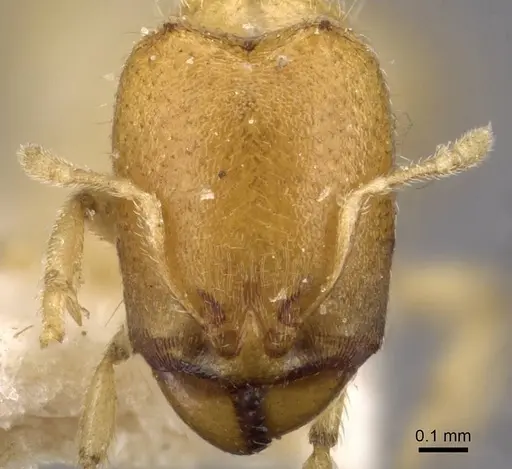 Carebara africana specimen