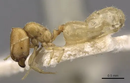 Carebara africana specimen