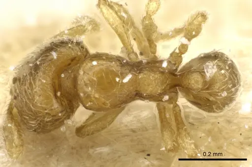 Carebara alluaudi specimen