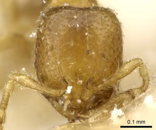 Carebara alluaudi specimen