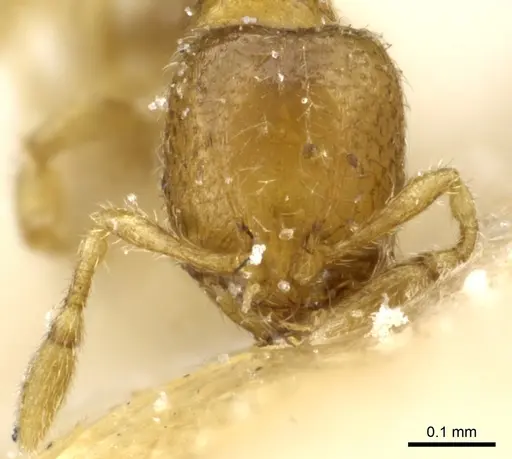 Carebara alluaudi specimen