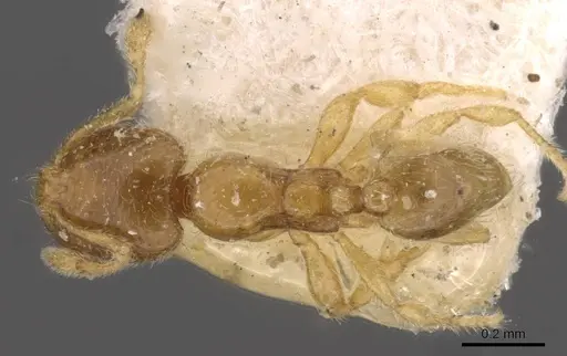 Carebara alpha specimen