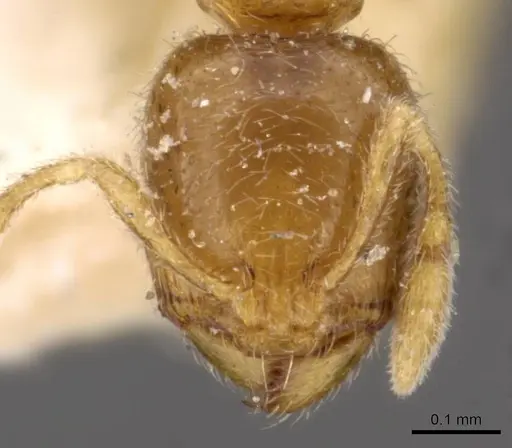 Carebara alpha specimen