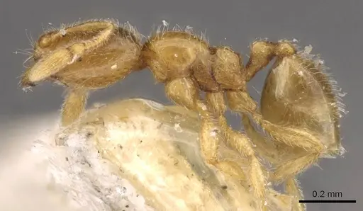 Carebara alpha specimen