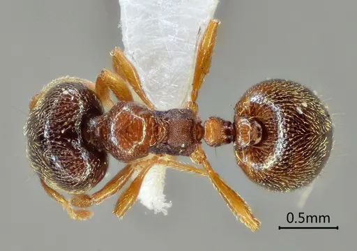 Carebara altinodus specimen