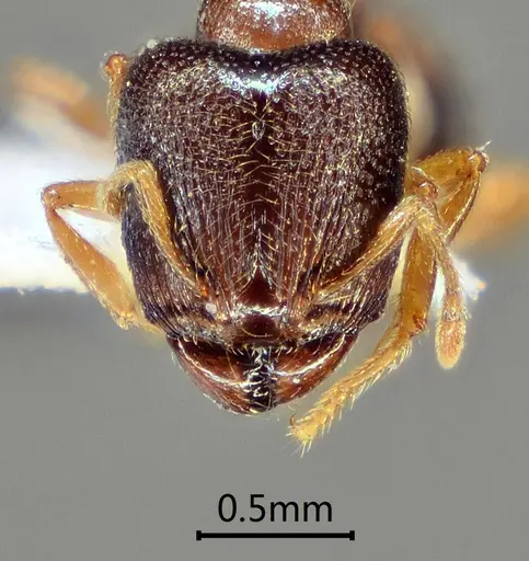 Carebara altinodus specimen