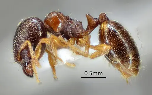 Carebara altinodus specimen