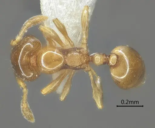 Carebara altinodus - ANTWEB1060553