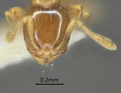 Carebara altinodus - ANTWEB1060553