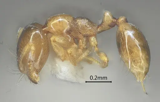 Carebara altinodus - ANTWEB1060553