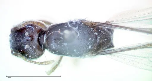 Carebara amia specimen