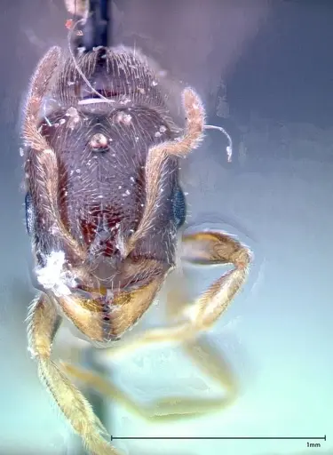 Carebara amia specimen