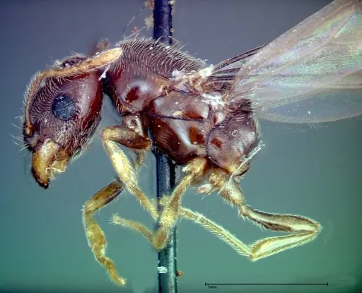 Carebara amia specimen