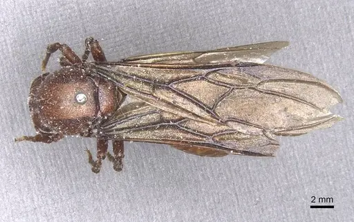 Carebara ampla specimen