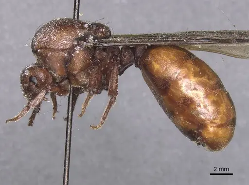 Carebara ampla specimen