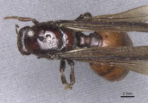 Carebara ampla - CASENT0913478