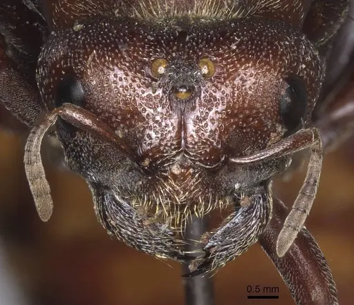 Carebara ampla - CASENT0913478