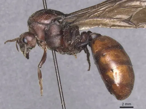 Carebara ampla - CASENT0913478