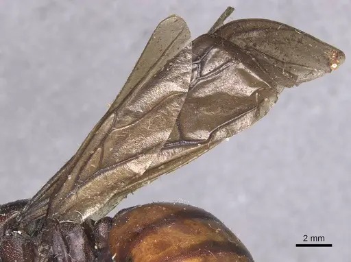 Carebara ampla - CASENT0913478