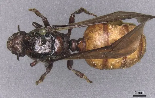 Carebara ampla - CASENT0913479