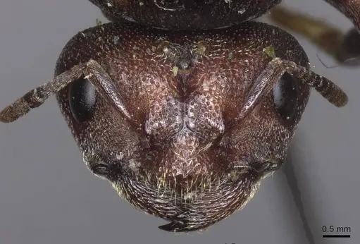 Carebara ampla - CASENT0913479