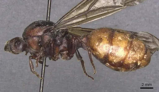 Carebara ampla - CASENT0913479