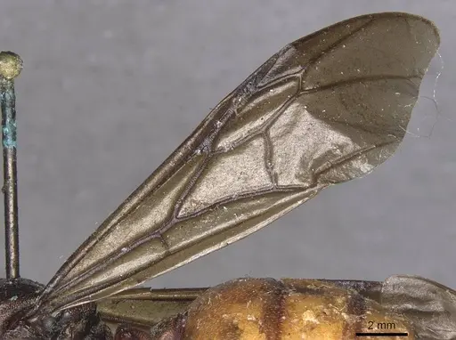 Carebara ampla - CASENT0913479