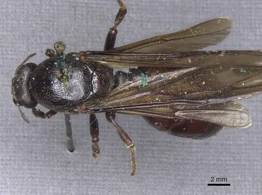 Carebara ampla - CASENT0913480