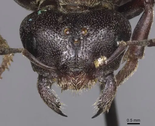 Carebara ampla - CASENT0913480