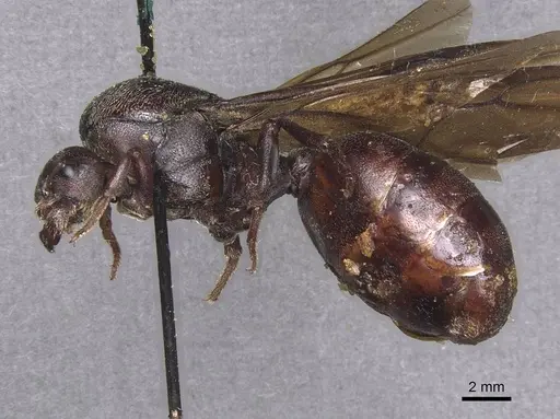 Carebara ampla - CASENT0913480