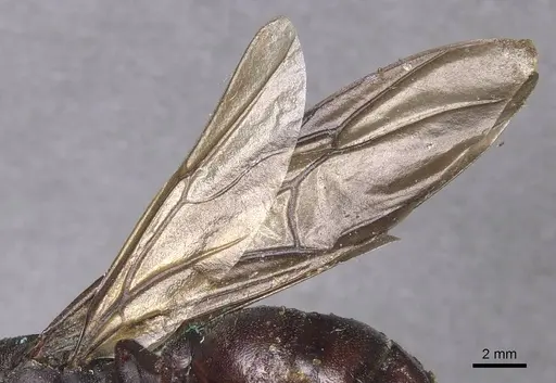 Carebara ampla - CASENT0913480