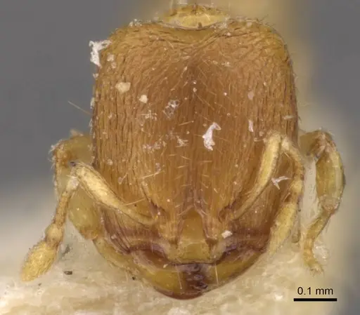 Carebara angolensis specimen