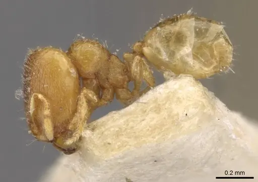 Carebara angolensis specimen