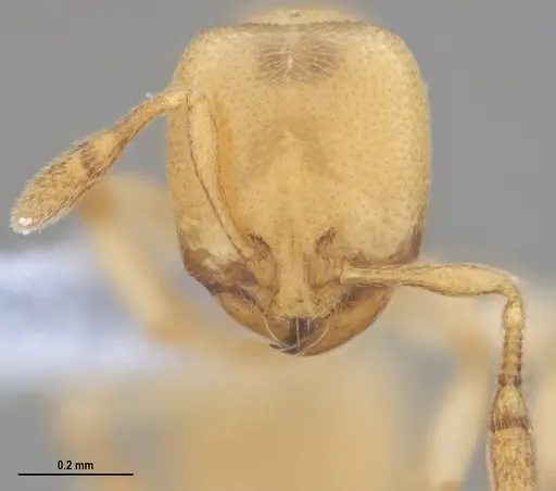 Carebara anophthalma specimen