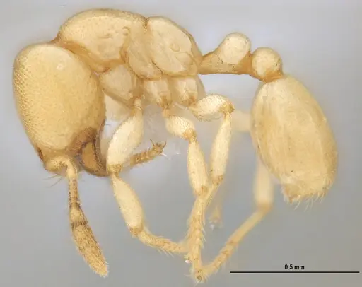Carebara anophthalma specimen