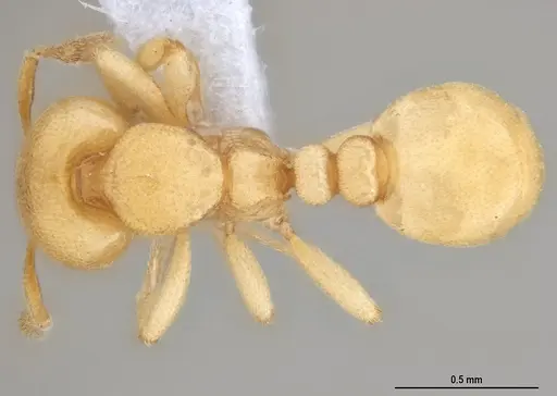 Carebara anophthalma - ANTWEB1053837