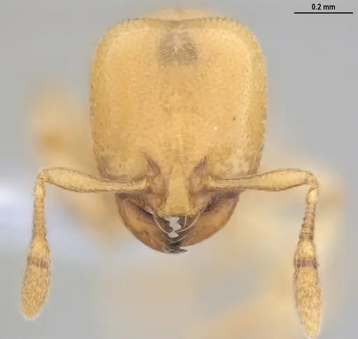 Carebara anophthalma - ANTWEB1053837