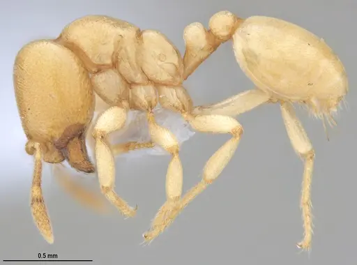 Carebara anophthalma - ANTWEB1053837