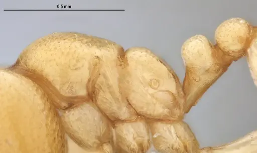 Carebara anophthalma - ANTWEB1053837