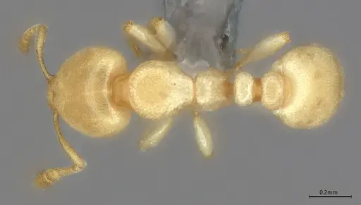 Carebara anophthalma - ANTWEB1053844