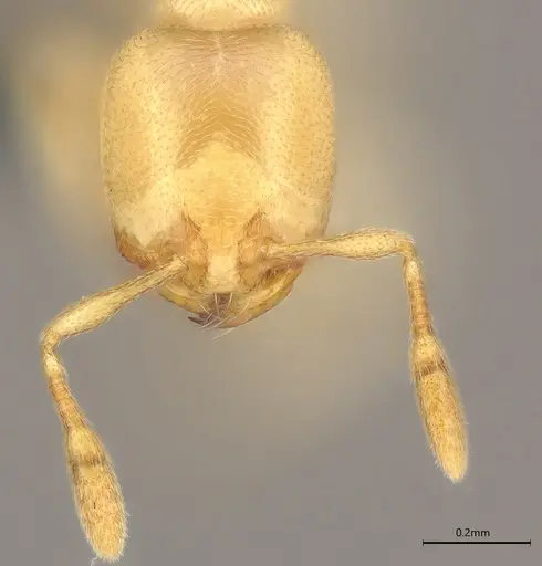 Carebara anophthalma - ANTWEB1053844
