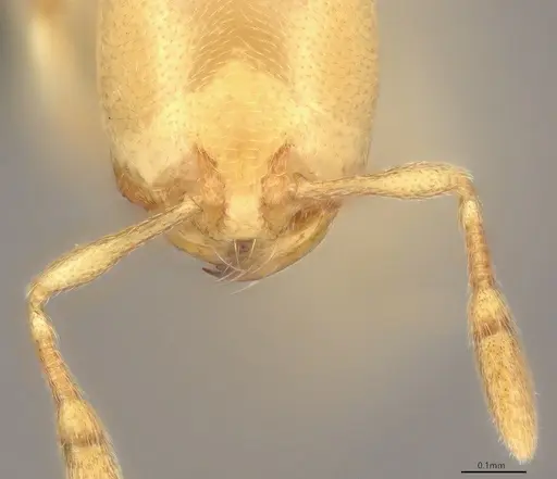 Carebara anophthalma - ANTWEB1053844